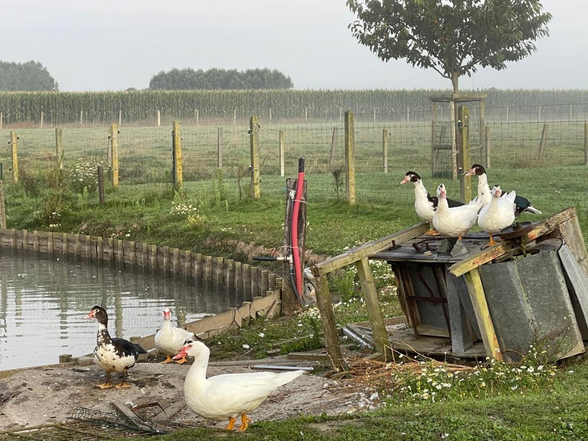 Parel Van Bever - Perle De Bievene Luaran gambar